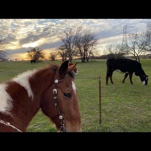 Meet your Posher, Brittney